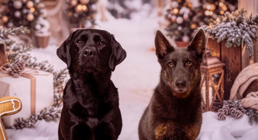 Jótékonysági fotózással nyit újra a debreceni menhely