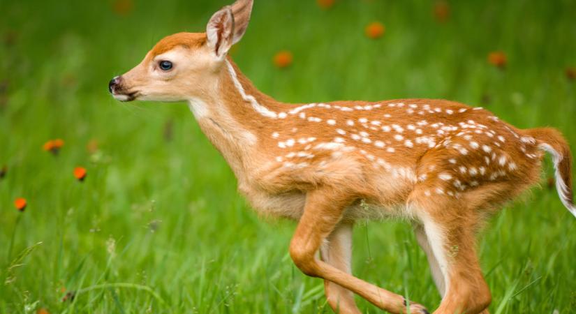 Elbújhatnak a cuki cicák: az év legaranyosabb videóját egy őzgida hozta