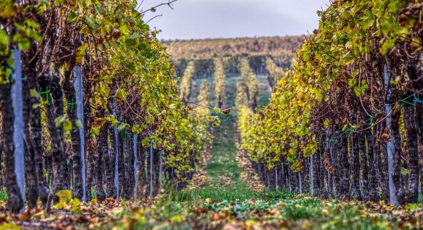 Szigorították a szabályokat a műveletlen szőlők miatt – bírság és kivágás is jöhet