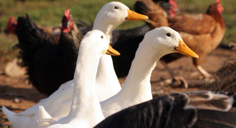 Újra megjelent hazánkban a madárinfluenza