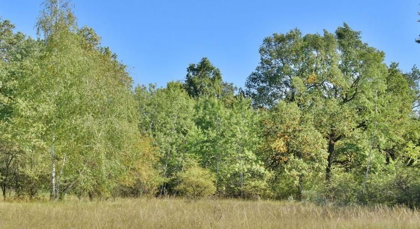 Az Alföld erdei a túlélésért küzdenek, így harcol a KEFAG a klímakatasztrófa ellen – videóval