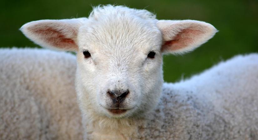 Vegyesen alakultak a bárányárak az EU-ban a 43. héten