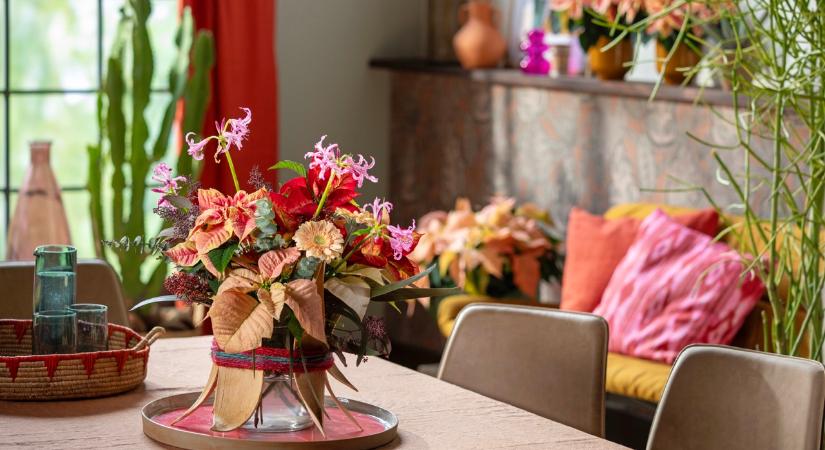 Egy csillag minden hangulathoz, mikulásvirág – a sokoldalú társ egész télen