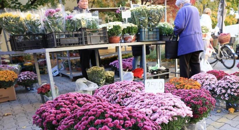 Miért pont a krizantém lett az emlékezés virága? Nem is olyan meglepő a válasz