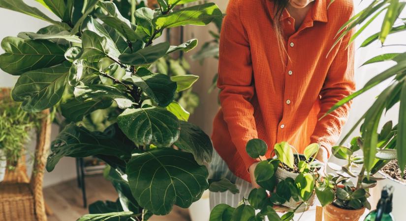 9 gyakori hiba a szobanövények gondozásánál, amit jobb elkerülni