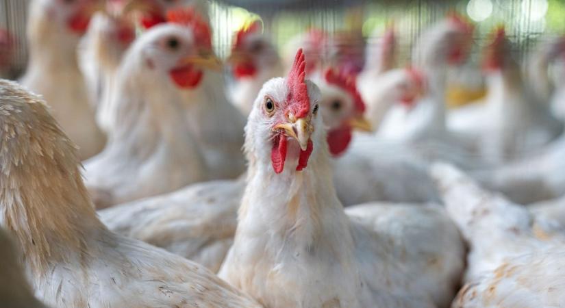Korlátozás lépett életbe: ezekről a településekről nem szállítható baromfi a vásárba