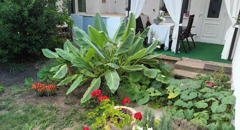 Ezen a Balaton-parti településen van Magyarország legszebb konyhakertje, ahonnan két éve a vegyszert is száműzték