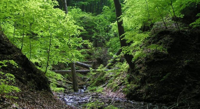 Marokszámra esszük az egyik legmérgezőbb fa magját