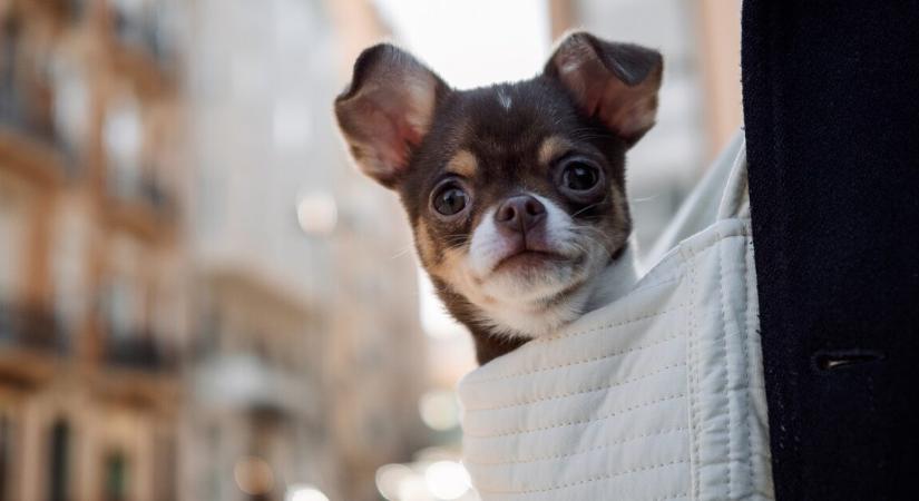 5 év után került elő egy eltűnt csivava, 1000 kilométert tett meg