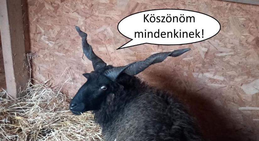 Happy end: Jó kezekben van a szökevény racka