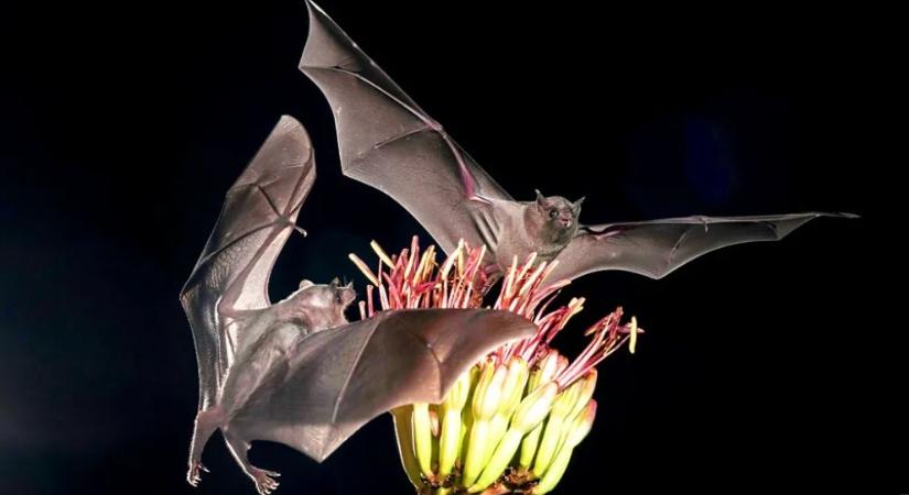 Denevérek nélkül nem lenne tequila – közösségek ezrei ültetnek agávét Mexikóban