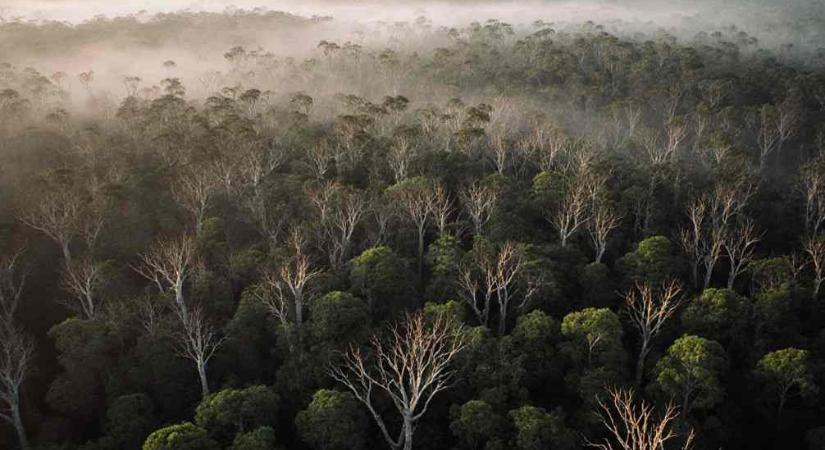 Már az őserdők is szén-dioxid-kibocsátóvá válnak