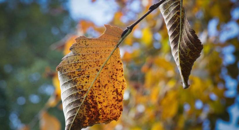 A megemlékezés gyertyáit megzavarja az időjárás - mutatjuk, mire lehet számítani szombaton