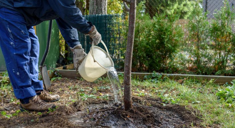 Ezt sokan elrontják a gyümölcsfák ültetésekor: mutatjuk, hogy ne csináld