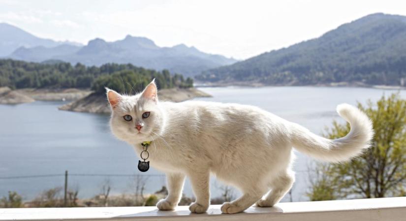 5 érdekesség a török angóramacskáról: sokáig a kihalás veszélyeztette