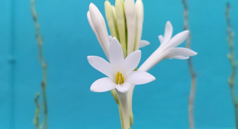 Tubarózsa teleltetéséhez ezt a tanácsot fogadd meg a kertésztől, hogy jövőre is illatozzon