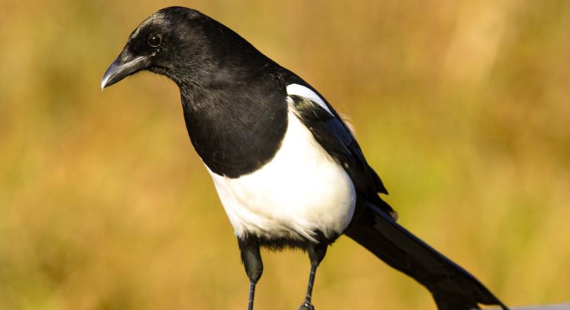 Magyarország madarai