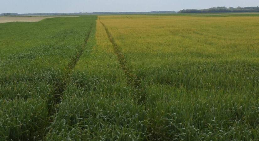 Kórokozók furcsa történetei – Régi rémek, új félreértések