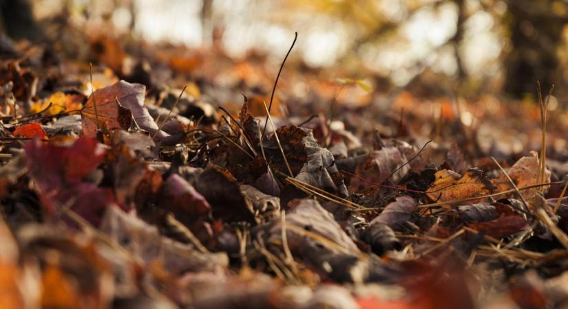 Ne tegye el a fűnyírót, a levelek miatt még szüksége lesz rá
