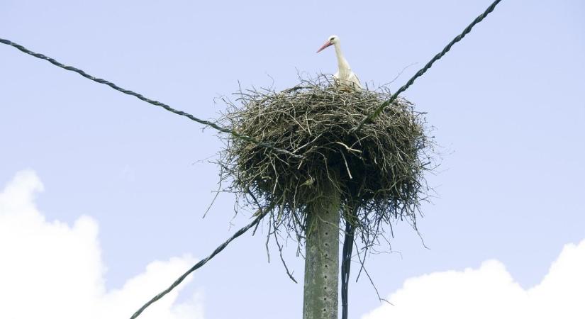 Törvénybe ütközhet a madarak költési idejében végzett munka