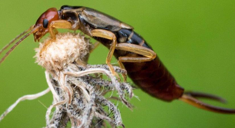 Ne űzze el a fülbemászókat! Ezért hasznosak…