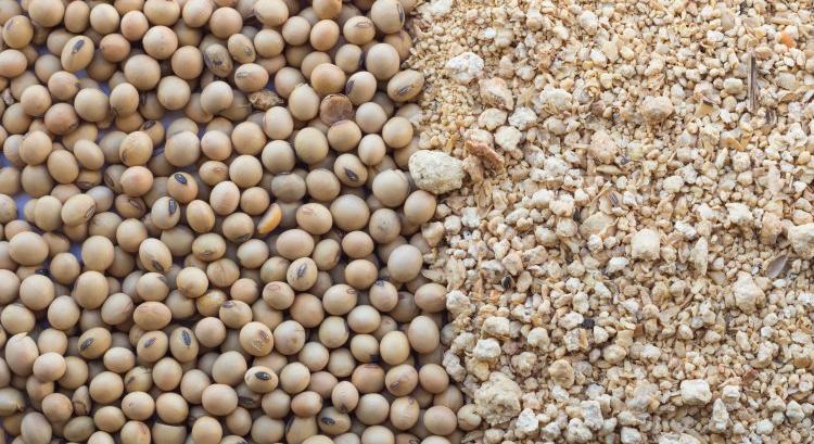 15 hónapos csúcson a szója ára