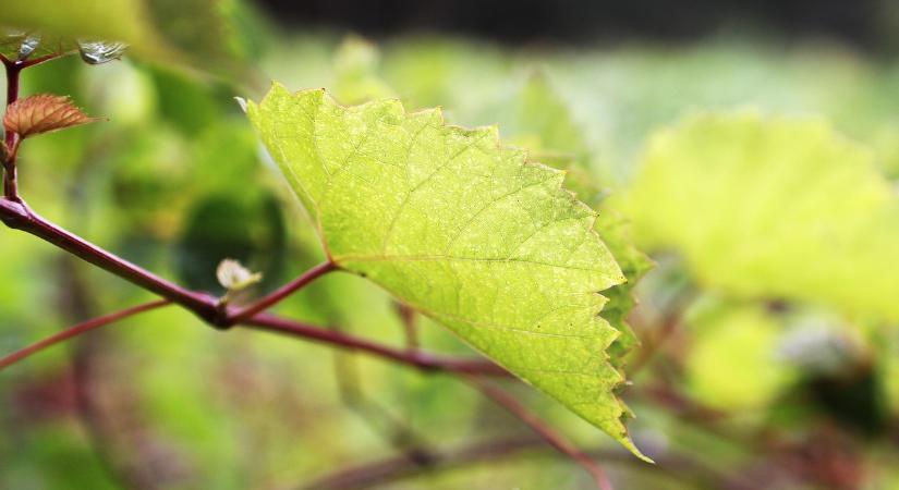 Agrárminisztérium: nem áll meg a szőlő aranyszínű sárgaság elleni védekezés