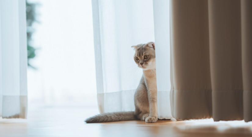 Egy férfi macskatartási díjat fizet a volt feleségének, aki milliós kártérítést is kap