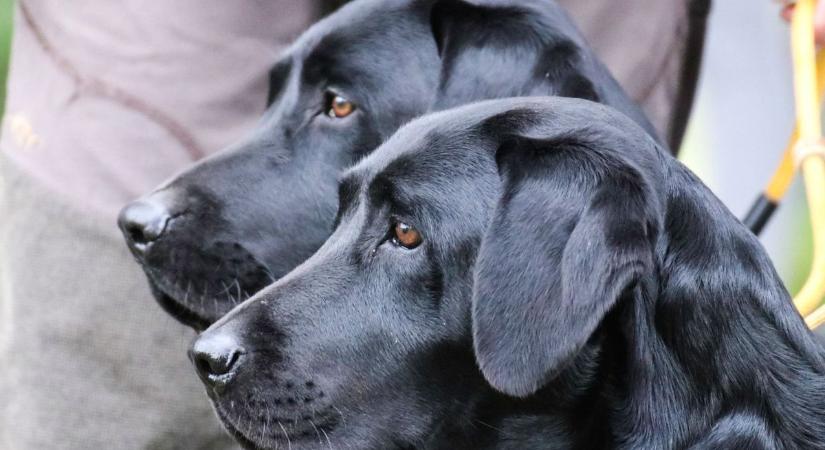 Jótékonysági kutyafotózás a Miskolci Állategészségügyi Telepen