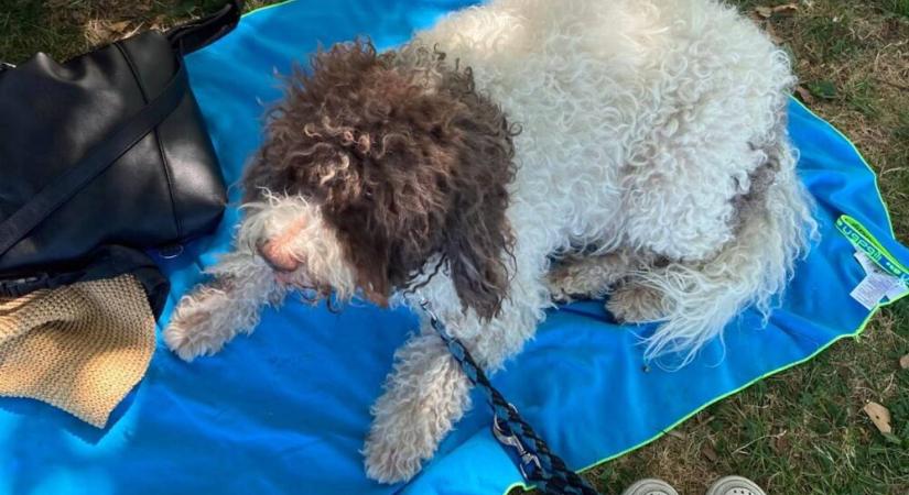 Tűnődő séta a Várban – Valami azonban nem stimmel