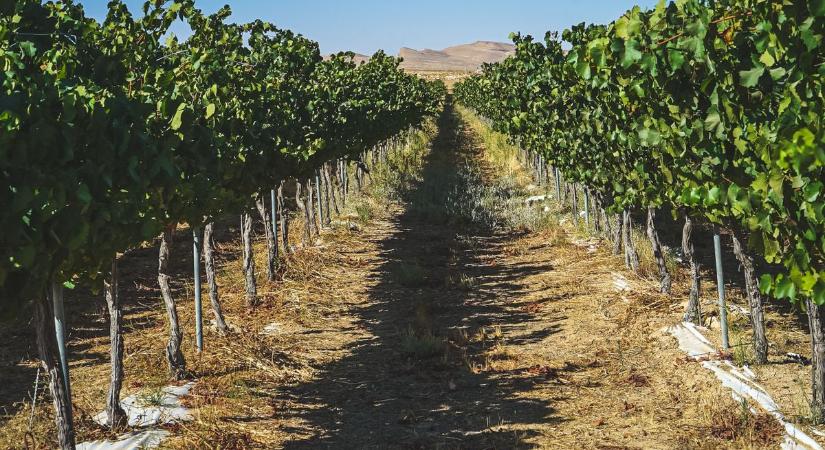 Őszi elixír a Dél-Alföldről, ami szebb bőrt és jobb kedvet ígér