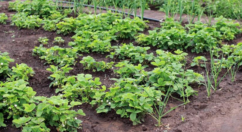 A műtrágya nem csodaszer – csak gyorsétterem a növénynek