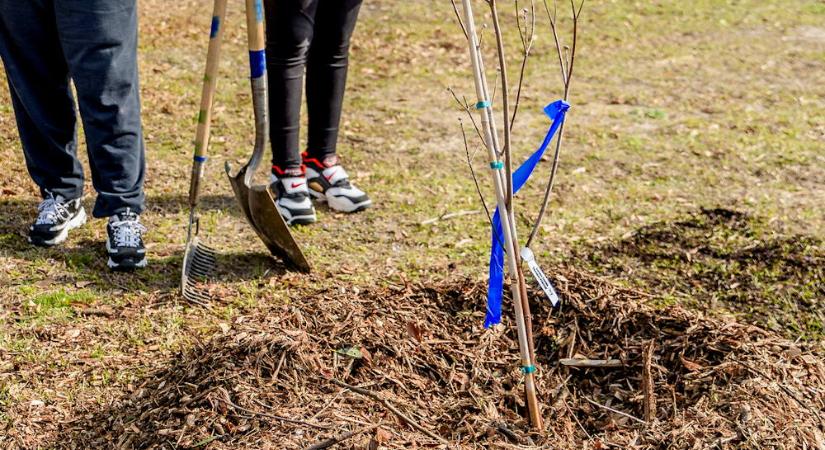 Ültetni hidegben? Igen! – A novemberi kert meglepő titkai