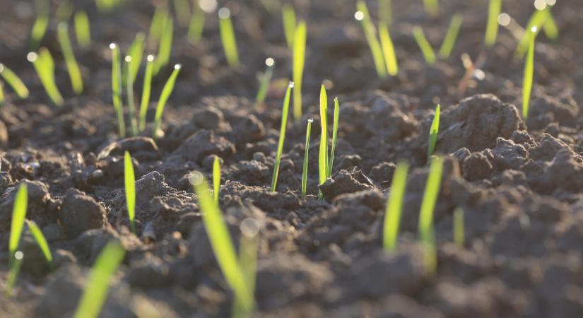 Súlyosan fertőzhetnek a kórokozók: így védd jól a kalászosokat