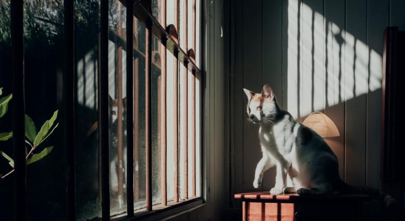 Mi történik a macskákkal, miután távoznak az örök vadászmezőkre? Valóban érzékelhetjük őket haláluk után is?