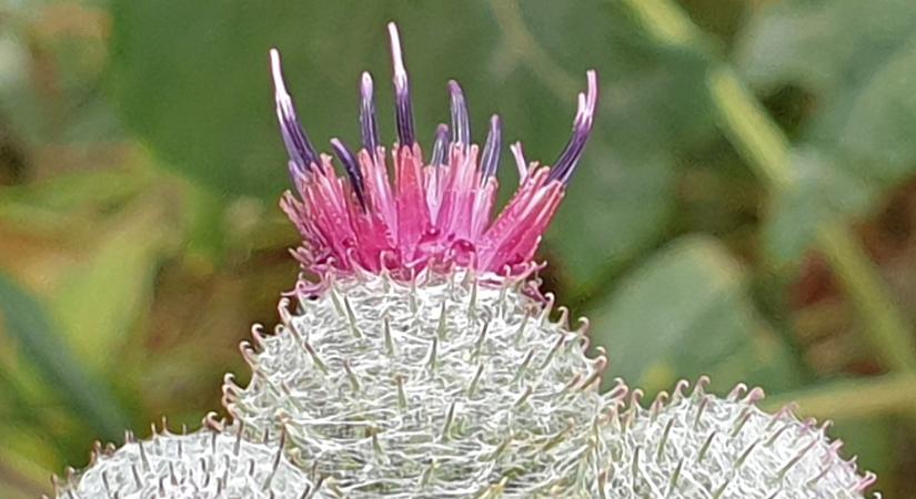 Pókhálós bojtorján, a világ első tépőzára