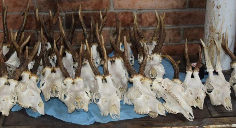 Orvvadászt fogtak a szerencsi rendőrök