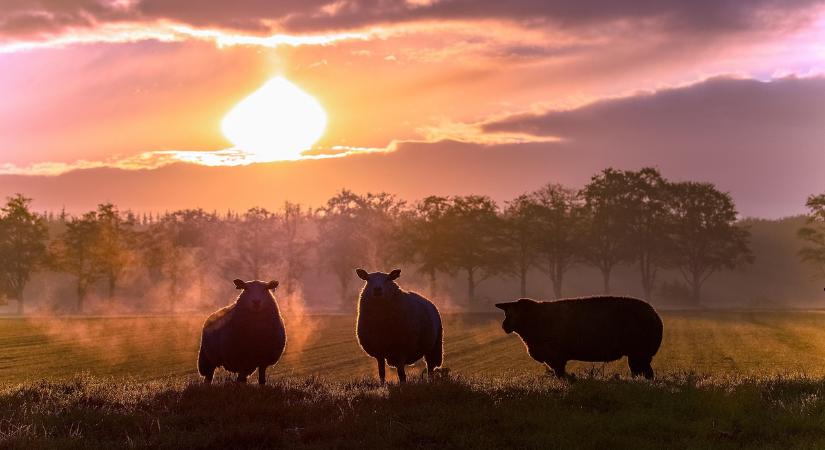 Gyakorlati képzés az antimikrobiális rezisztencia elleni fellépésért