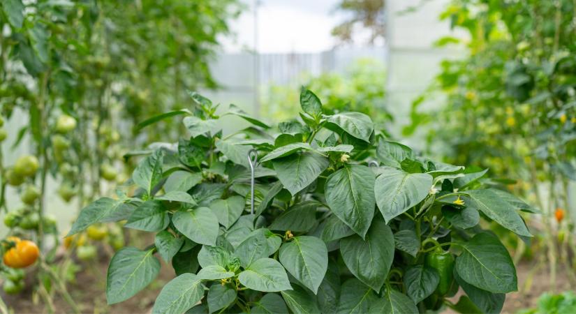 Halból hozam? A halemulziós műtrágya forradalmasítja a mezőgazdaságot
