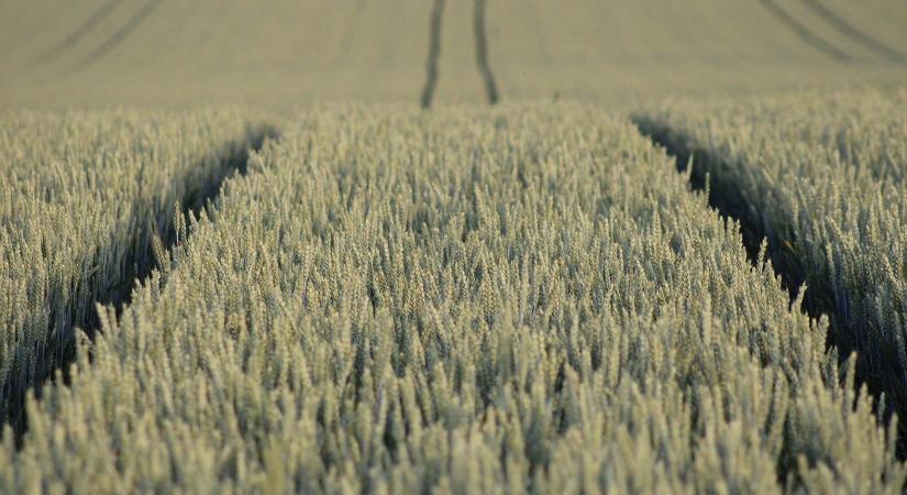 Elérhetők a 2025-ös kárenyhítési év referenciaárai, átlaghozamai és költségmegtakarítási adatai