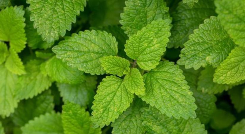 Ezt mindenképpen tudnod kell a citromfűteáról