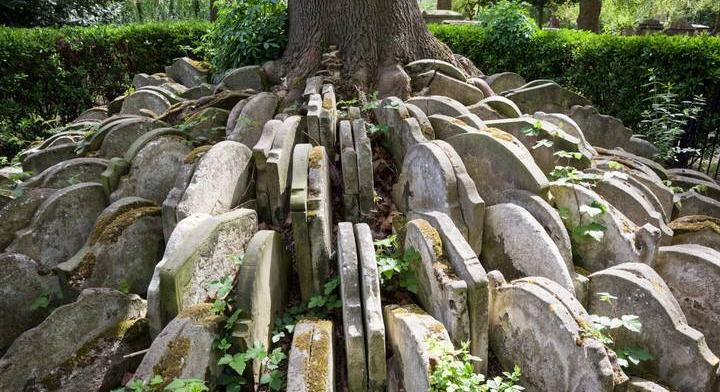 Több száz sírkő gyűrűjében nőtt Anglia legendás fája