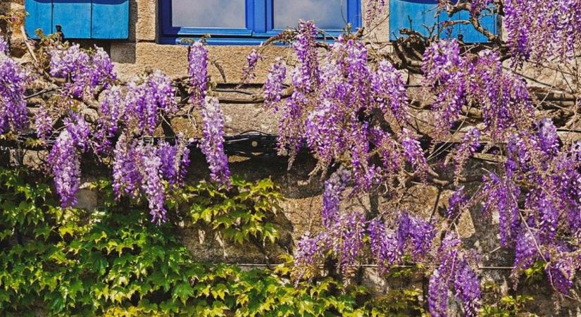 Szépek, de veszélyesek – ezek a növények nem valók a házfal mellé