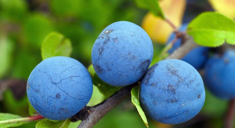 A természet kék csodája: indul a kökényszezon