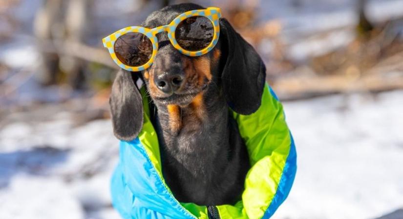 Kabát, cipő, meleg fekhely és extra gondoskodás – így készülj a télre kedvenceddel