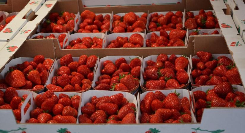 Veszélyben a szamóca: a termesztők újratelepítéssel próbálják menteni a szezont