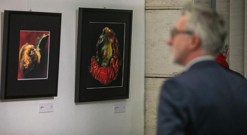 Mire elég egy másodperc? Több évtized munkája látható Debrecenben – fotókkal