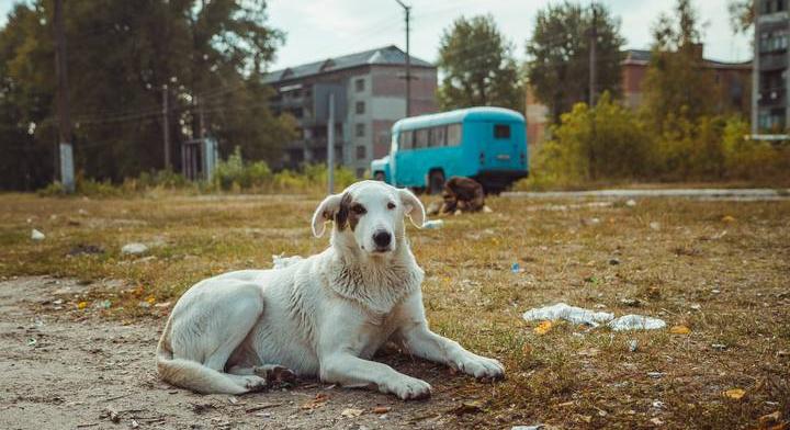 Kék színű kutyákat találtak Csernobilban: ez áll a háttérben