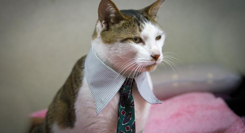 Mennyire vagy tisztában a macskás szakkifejezésekkel? – Kvíz