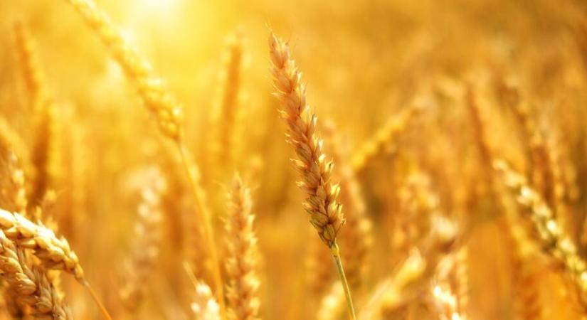 Remek üzleti évet zárt a BÉT egyetlen agráripari cége